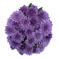 Chrysanthemums BlueOcean