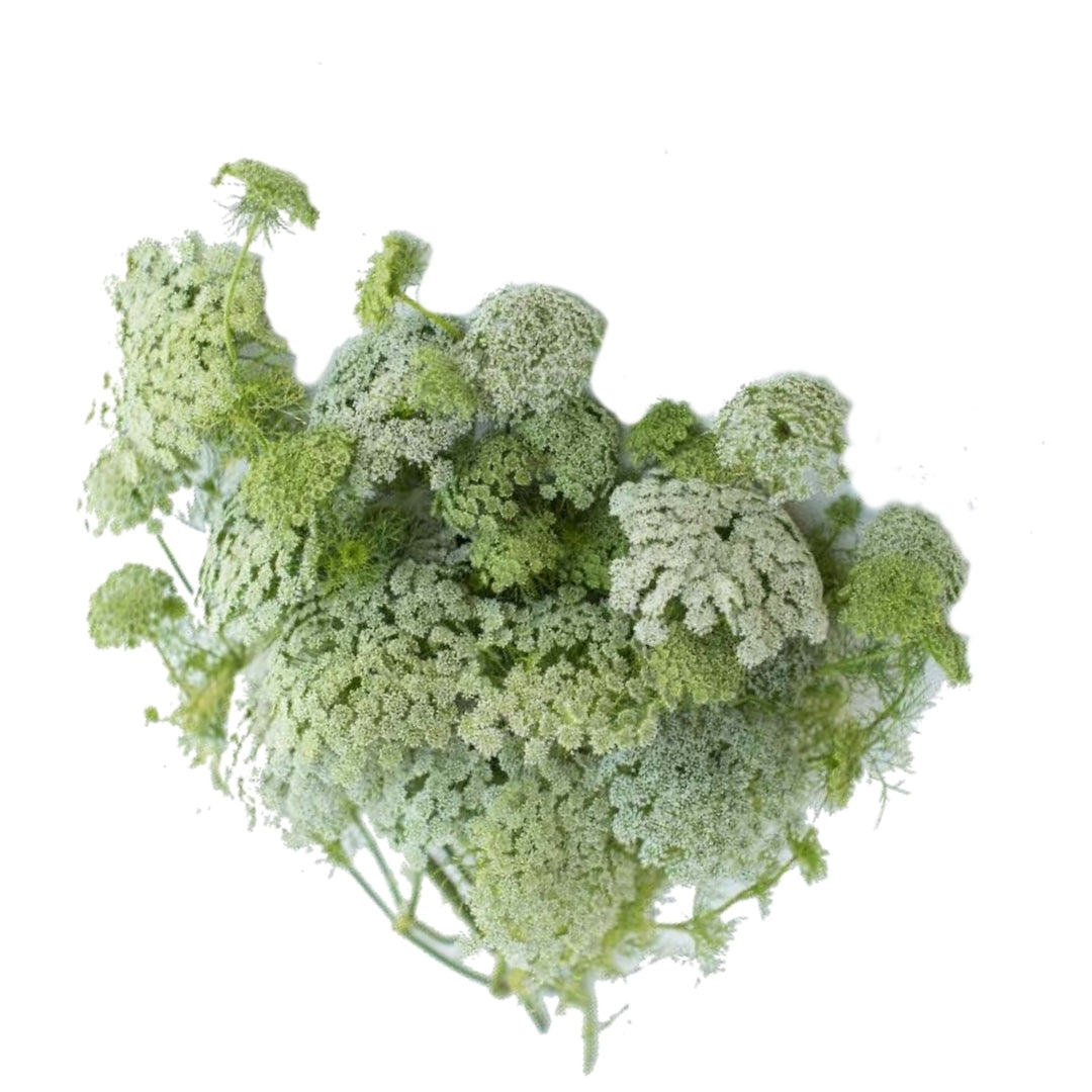 Queen Anne Lace