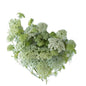 Queen Anne Lace