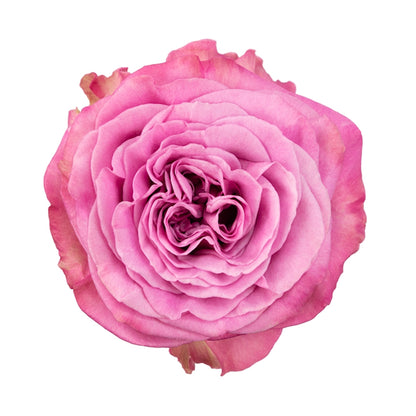 Rose Bundle - Queen's Crown