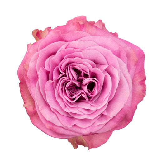 Rose Bundle - Queen's Crown