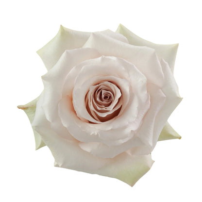 Rose Bundle - Quicksand