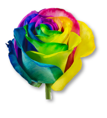 Rose Bundle - Rainbow
