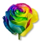 Rose Bundle - Rainbow