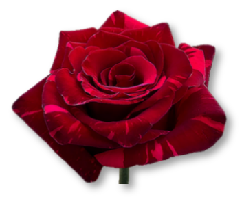 Rose Bundle - Red Panther