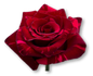 Rose Bundle - Red Panther