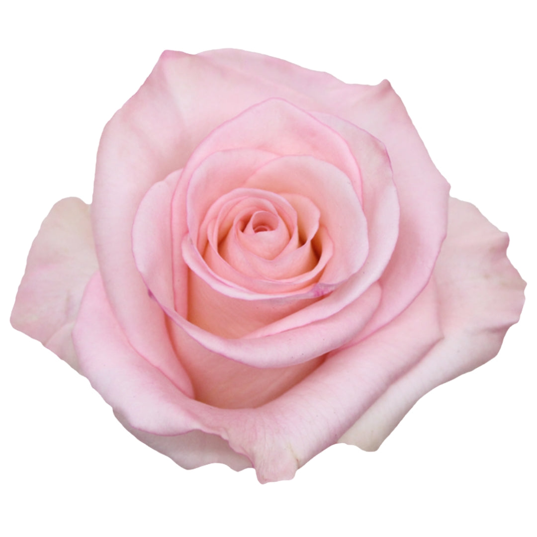 Rose Bundles – Harrys Wholesale