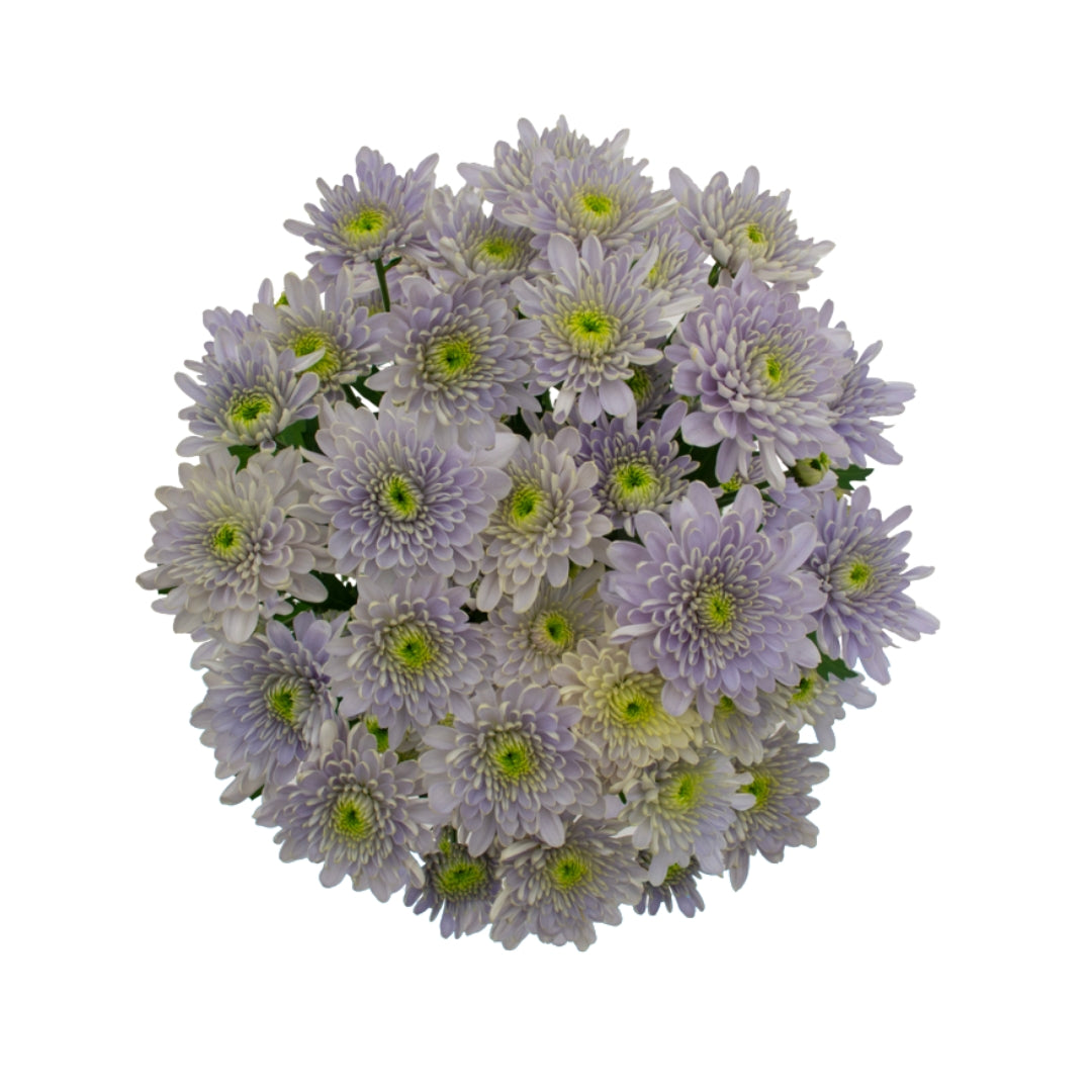 Chrysanthemums BlueOcean