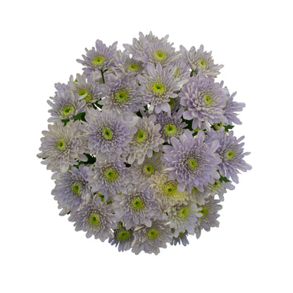 Chrysanthemums BlueOcean