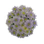 Chrysanthemums BlueOcean
