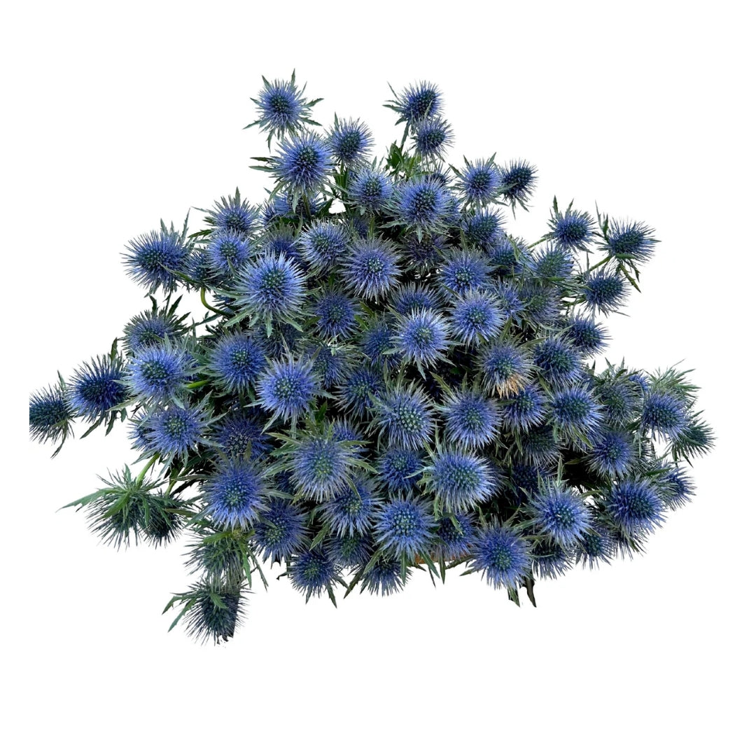 Sea Holly (Eryngium)