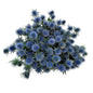Sea Holly (Eryngium)