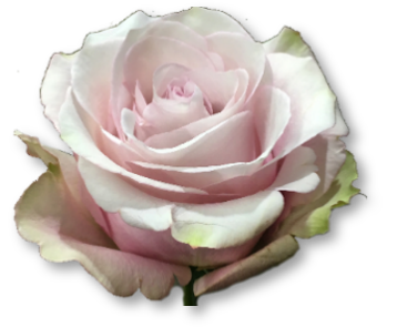 Rose Bundle - Secret Garden