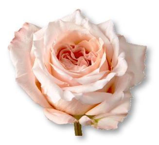 Rose Bundle - Shimmer
