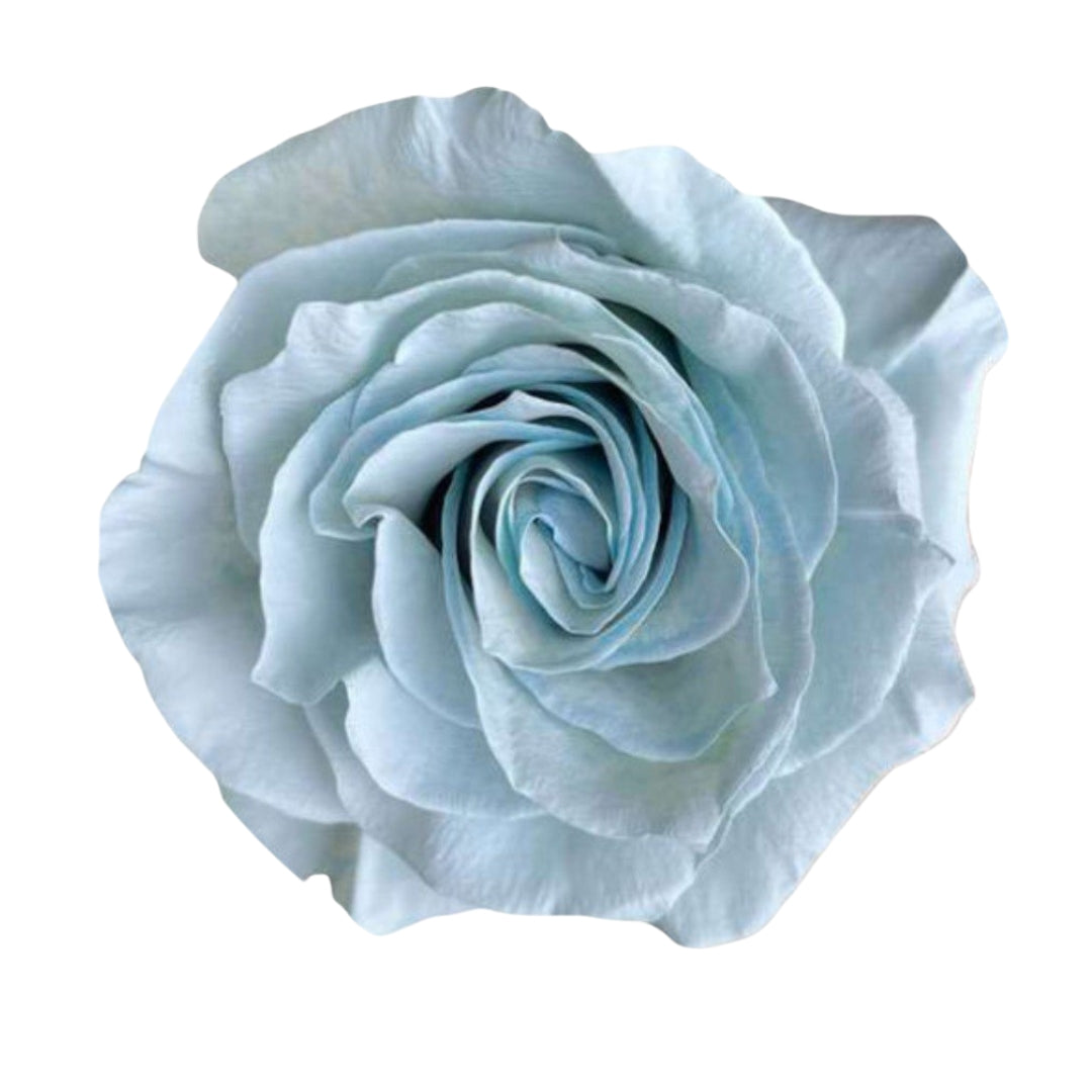 Rose Bundle - Twitter Blue
