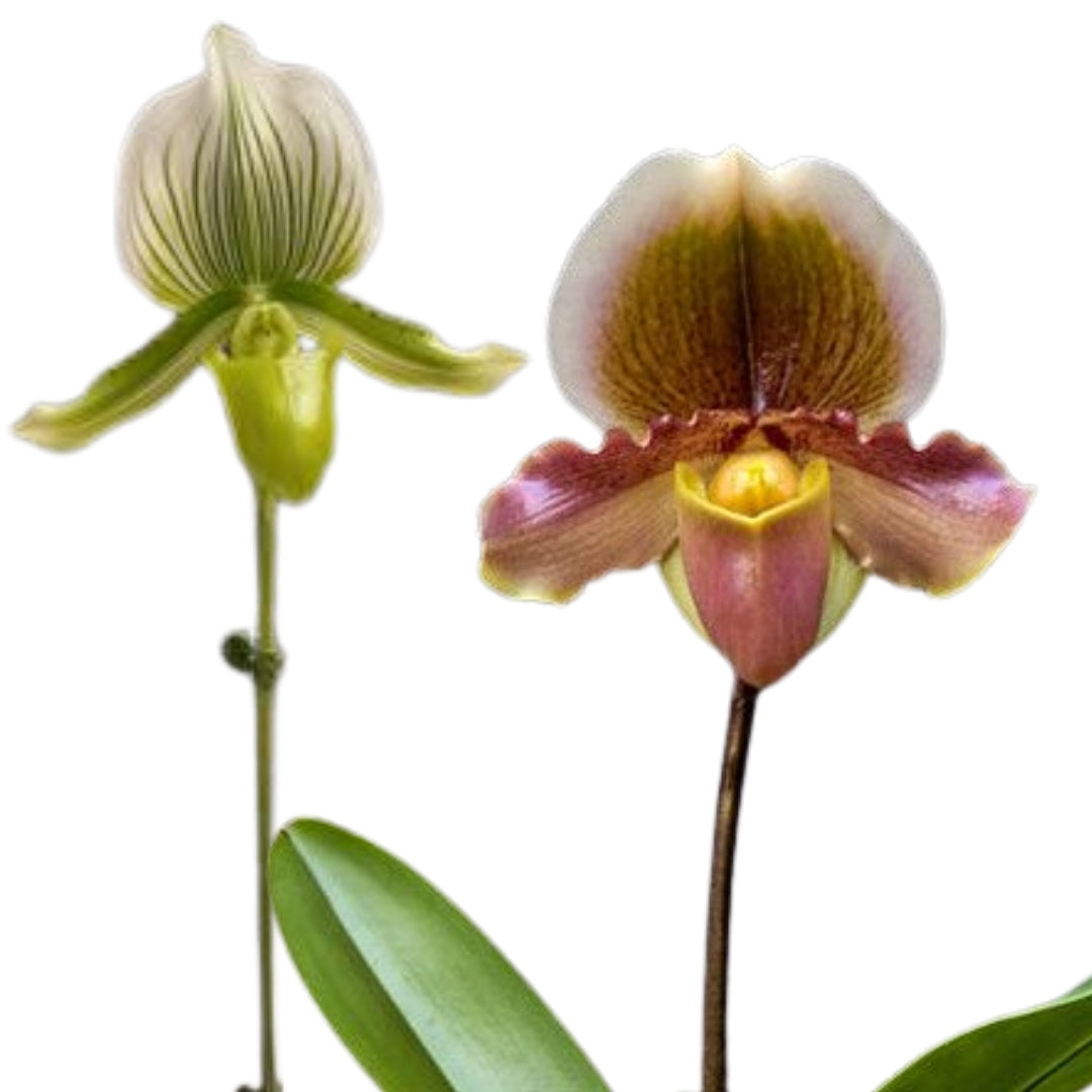 Slipper Orchid