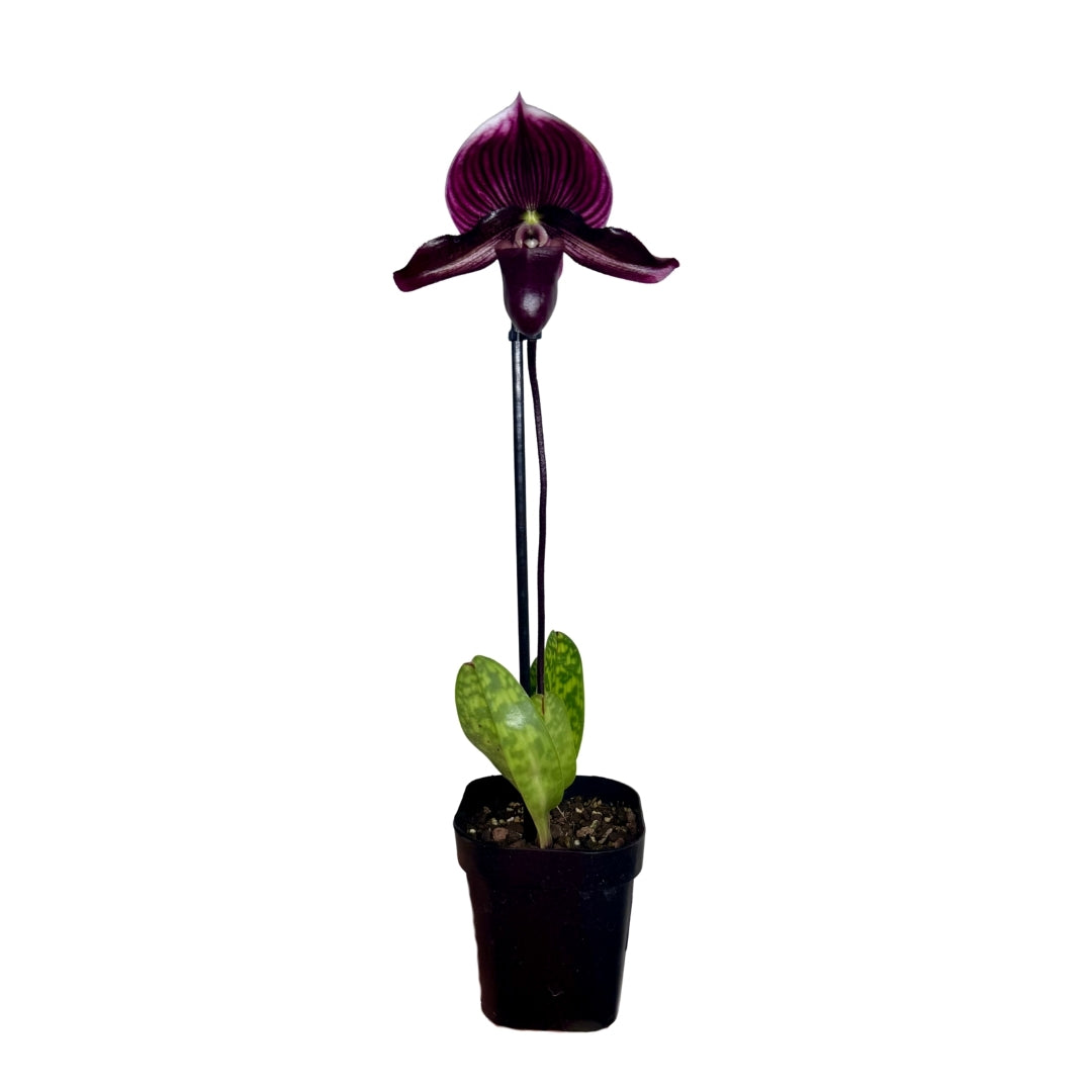 Slipper Orchid in Pot