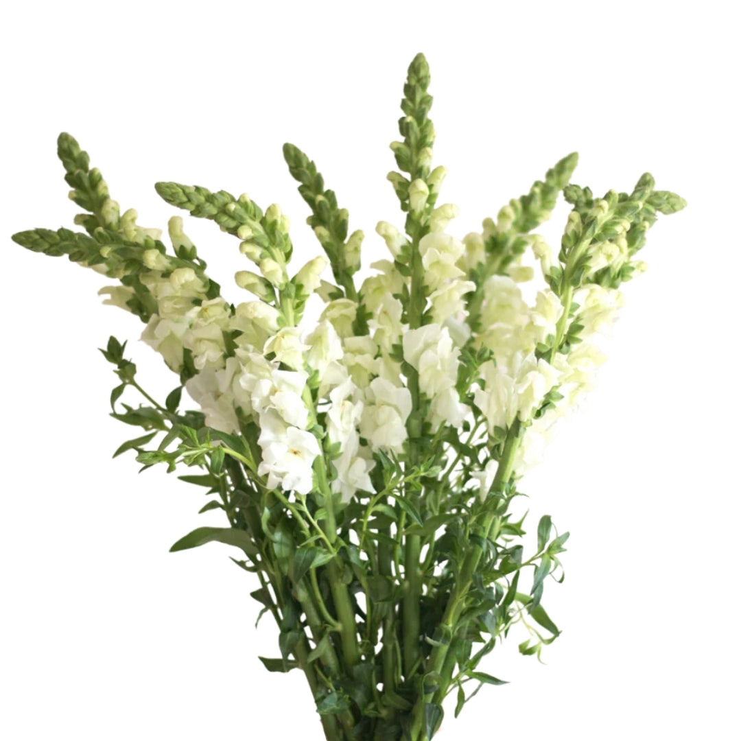 Snapdragon