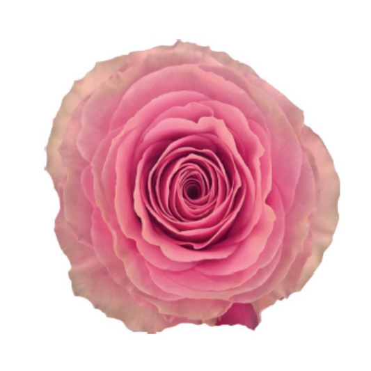 Rose Bundle - Sweet Spot