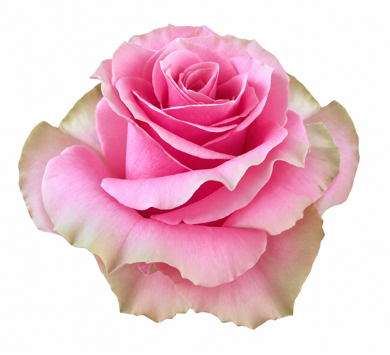 Rose Bundle - Sweet Spot
