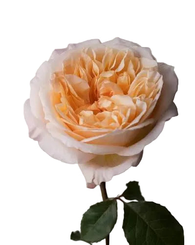 Rose Bundle - Tie Dye