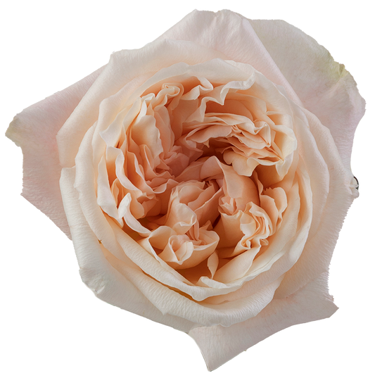 Rose Bundle - Tie Dye