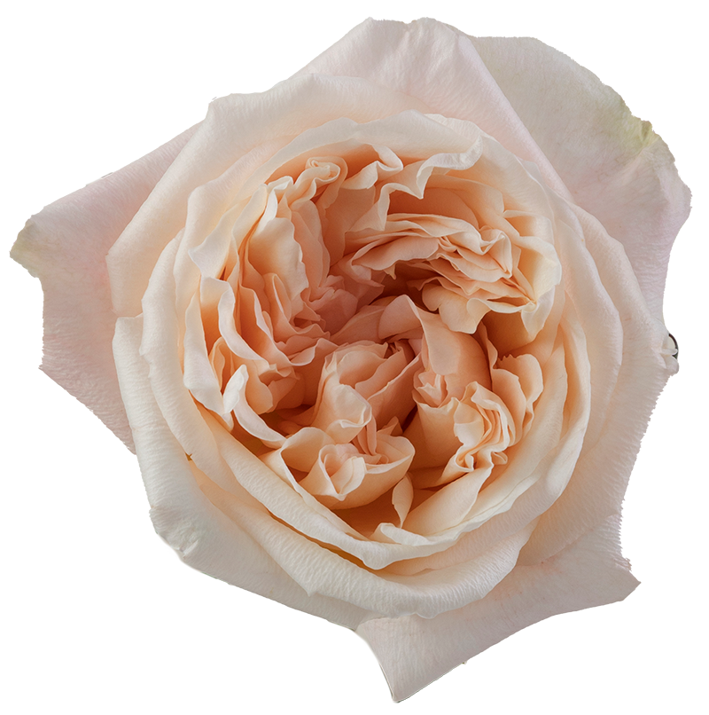 Rose Bundle - Tie Dye