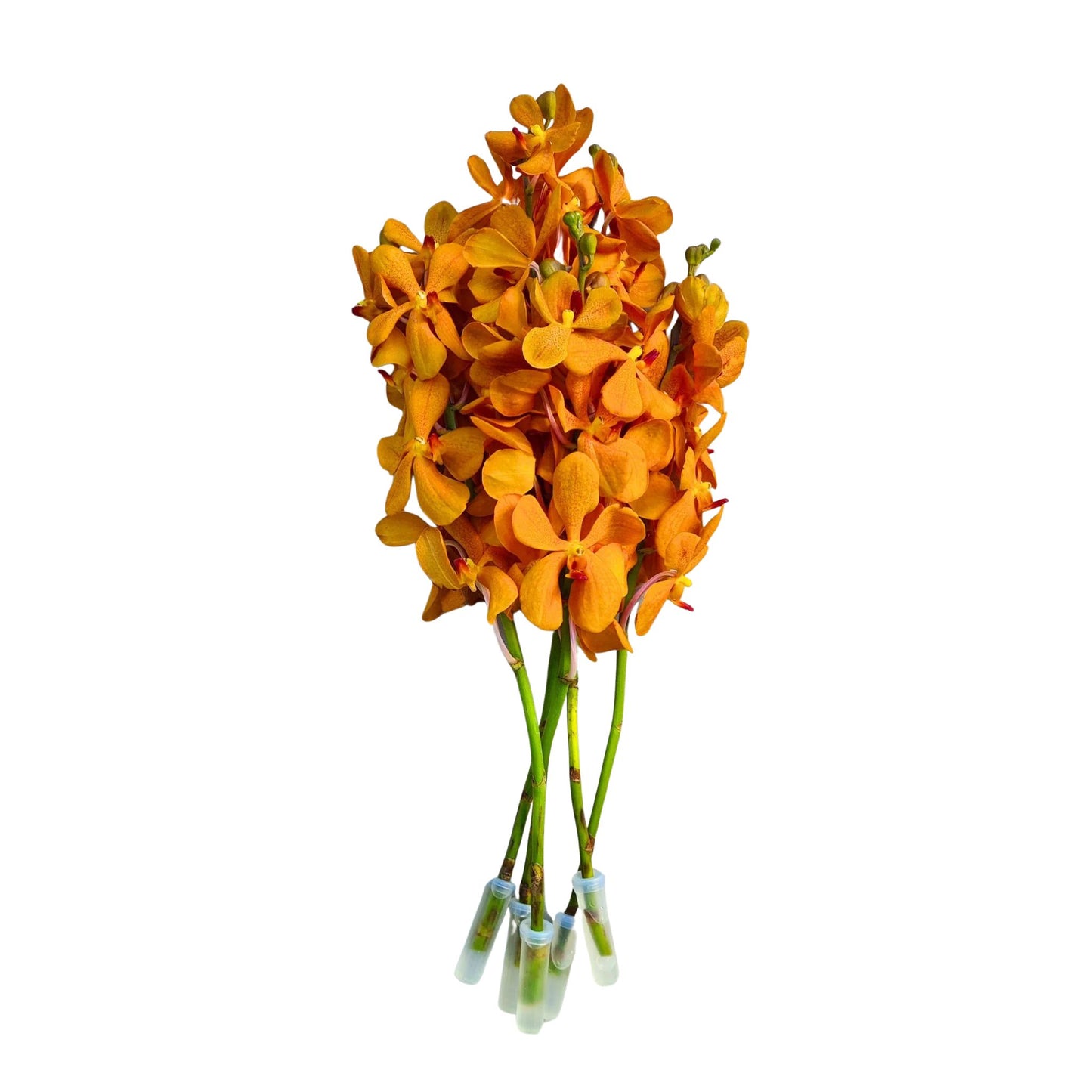 Orchid - Vanda Mokara
