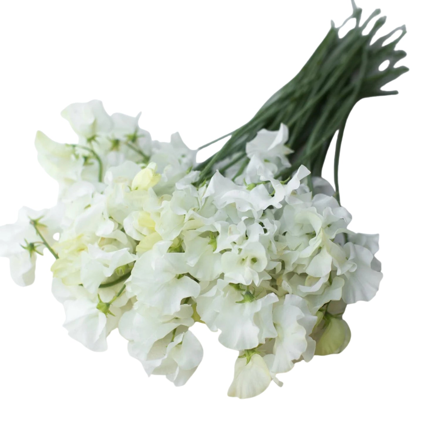Sweet Pea