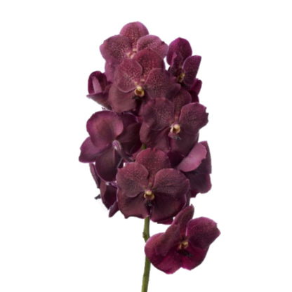 Orchid - Vanda Single Stem