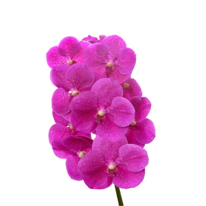 Orchid - Vanda Single Stem