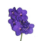 Orchid - Vanda Single Stem