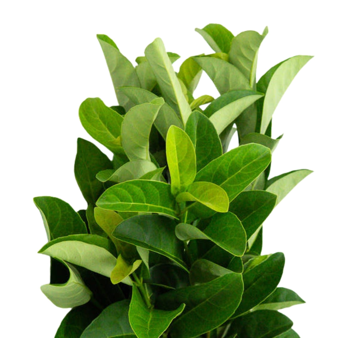 Vibernum