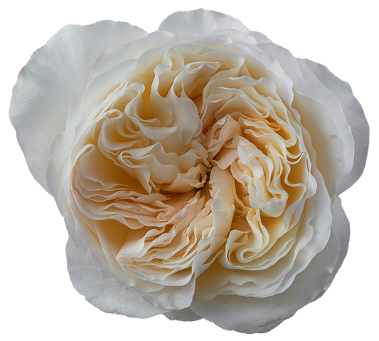 Rose Bundle - Vicky Garden