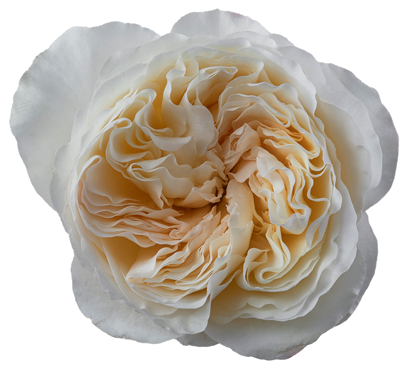 Rose Bundle - Vicky Garden