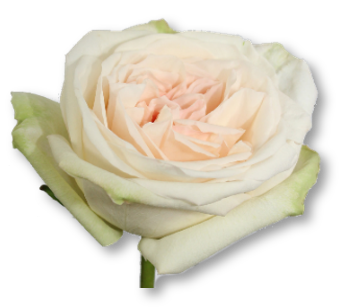 Rose Bundle - White O’Hara