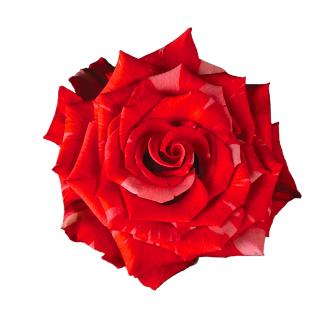 Rose Bundle - Wildcat