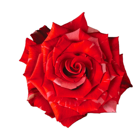 Rose Bundle - Wildcat