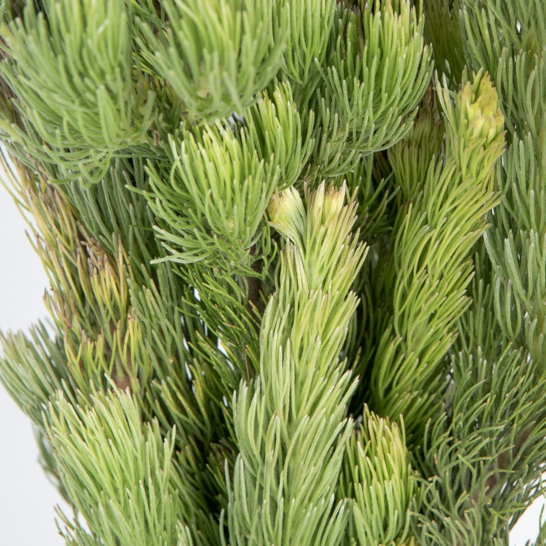 Woolly Bush