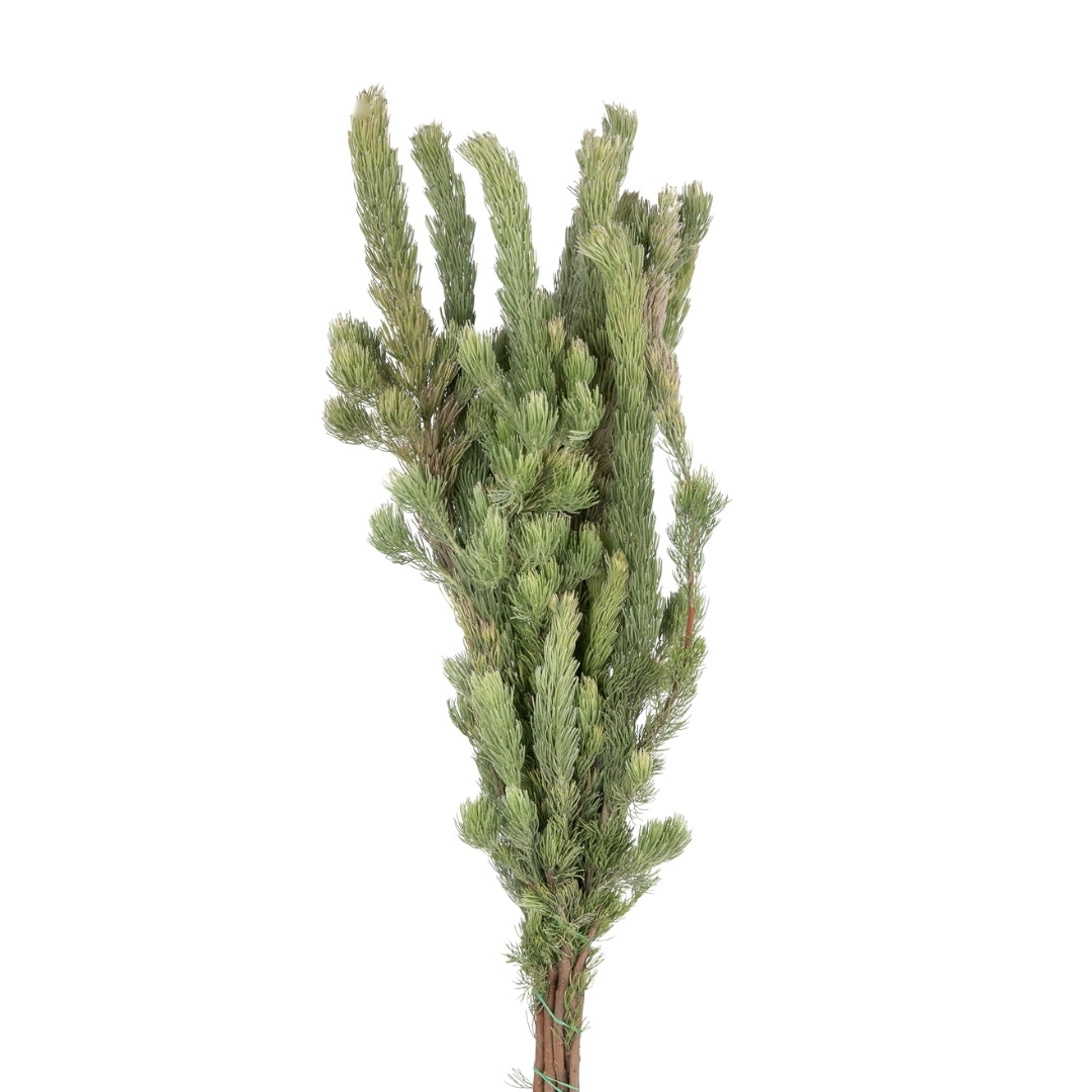 Woolly Bush