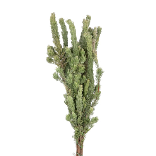 Woolly Bush