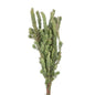 Woolly Bush