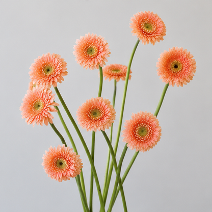Gerbera Pom