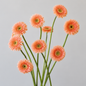 Gerbera Pom