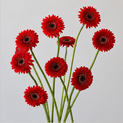 Gerbera Pom