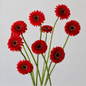 Gerbera Pom