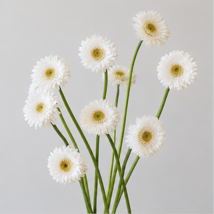 Gerbera Pom
