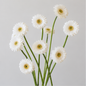 Gerbera Pom