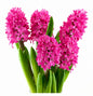 Hyacinth