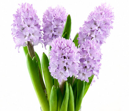 Hyacinth